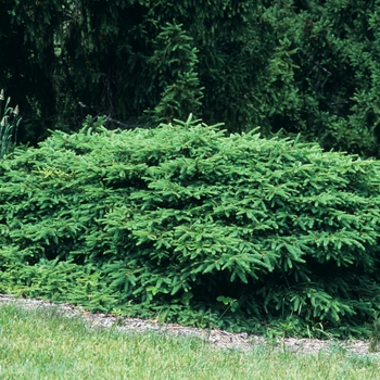 Picea abies 'Procumbens' 