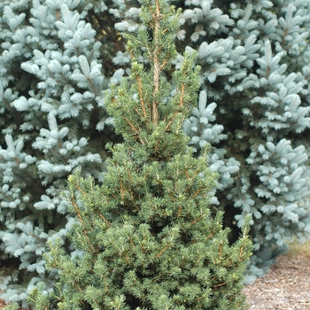 Picea abies 'Pseudo-Maxwellii'