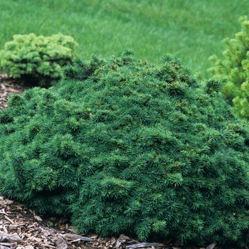 Picea abies 'Pygmaea' 