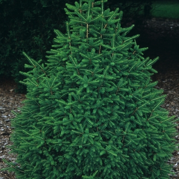 Picea abies 'Pyramidalis'