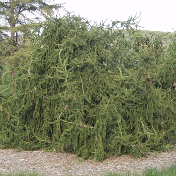 Picea abies 'Reflexa'