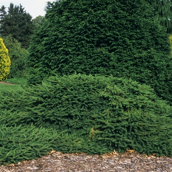 Picea abies 'Repens' 