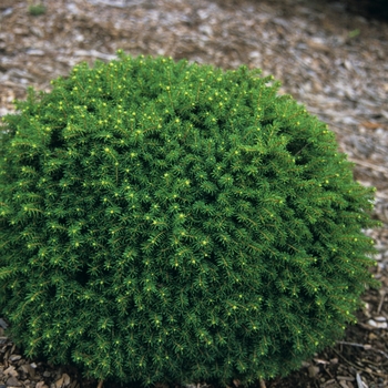 Picea abies 'Horace Wilson' 