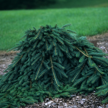 Picea abies 'Wingles Weeper'