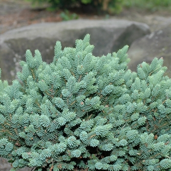 Picea glauca 'Cecilia' 