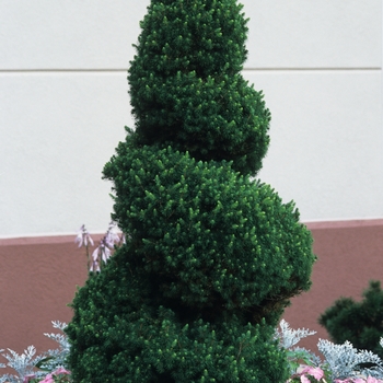 Picea glauca 'Conica' 