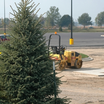 Picea glauca 'Densata'