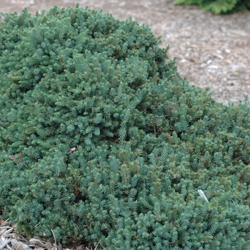 Picea glauca 'Echiniformis'