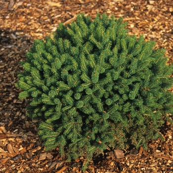 Picea glauca 'Little Globe'