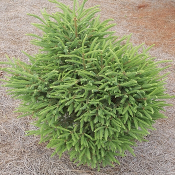 Picea mariana 'Doumettii' 