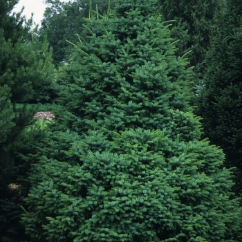 Picea omorika 'Nana'