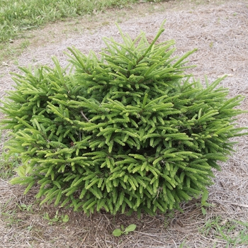 Picea orientalis 'Connecticut Turnpike'