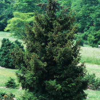 Picea orientalis 'Gowdy' Oriental Spruce from Garden Center Marketing