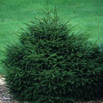 Picea orientalis 'Nana'