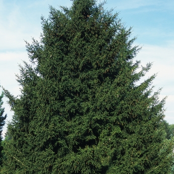 Picea orientalis 'Raraflora Fluke'