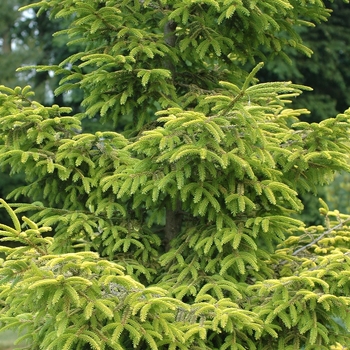 Picea orientalis 'Skylands' 