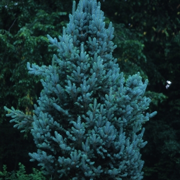 Picea pungens 'Blue Totem'