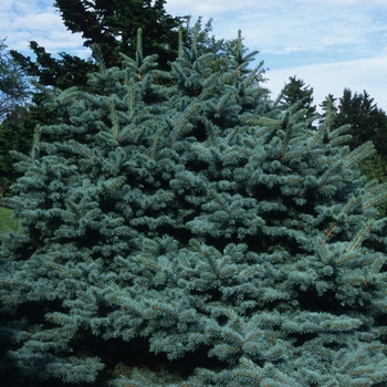 Picea pungens 'Girard Dwarf'