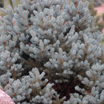 Picea koraiensis 'Jack Corbit'