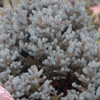 Picea koraiensis 'Jack Corbit' 