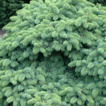 Picea pungens 'Mrs. Cesarini' 