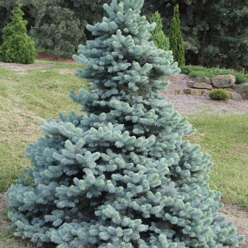 Picea pungens 'Royal Knight'