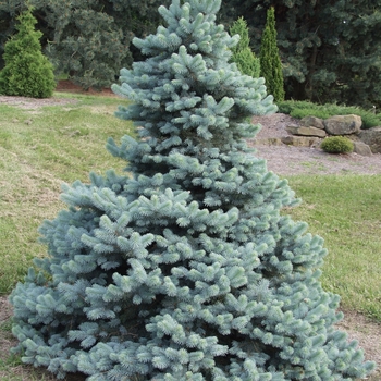 Picea pungens 'Royal Knight' 