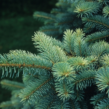 Picea pungens 'Walnut Glen'