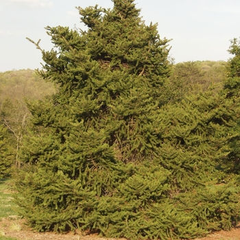 Picea torano (polita)