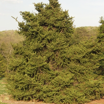 Picea torano (polita) 