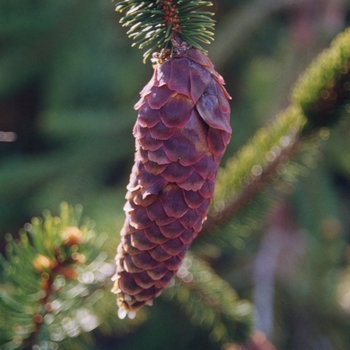 Picea abies 'Virgata'