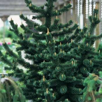 Pinus aristata 