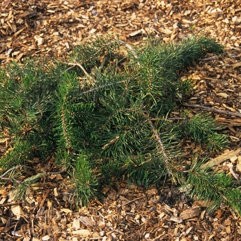 Pinus banksiana 'Girard's Weeper'