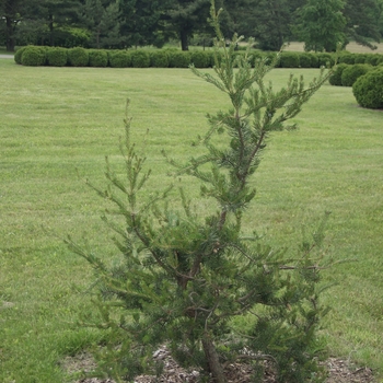 Pinus banksiana 'Rochester' 