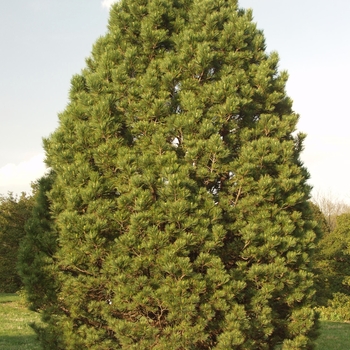 Pinus cembra 