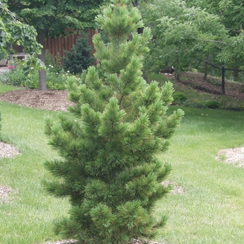 Pinus cembra 'Compacta'