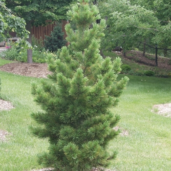 Pinus cembra 'Compacta' 