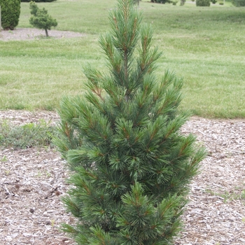Pinus cembra 'Glauca Nana' 