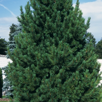 Pinus cembra 'Silver Sheen'