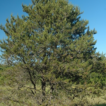 Pinus contorta var. latifolia 