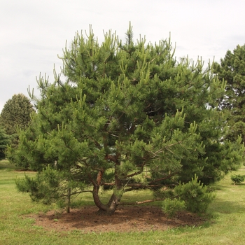 Pinus densiflora 