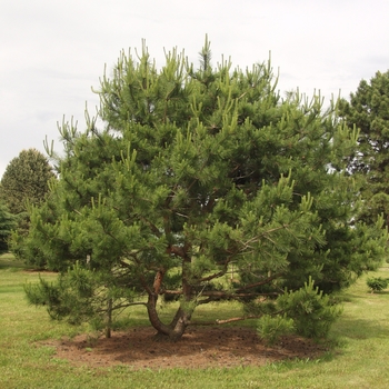 Pinus densiflora