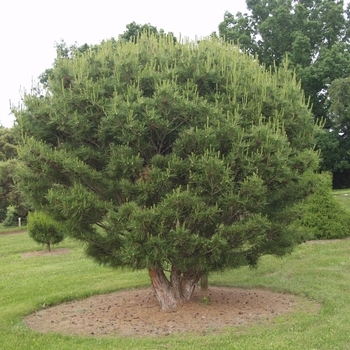 Pinus densiflora 'Globosa' 