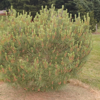 Pinus densiflora 'Heavy Bud'