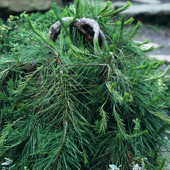 Pinus densiflora 'Pendula' 