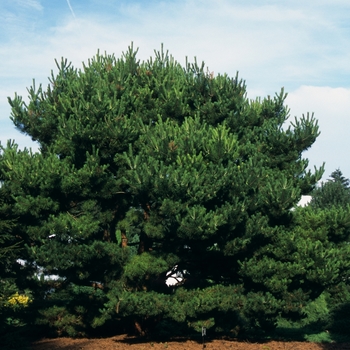 Pinus densiflora 'Pygmaea' 