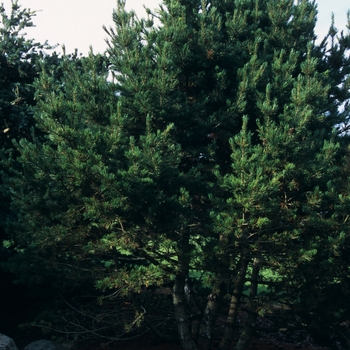 Pinus flexilis 'Compacta'