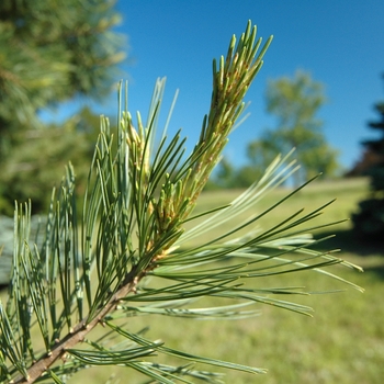 Pinus flexilis 'Glenmore Dwarf' 