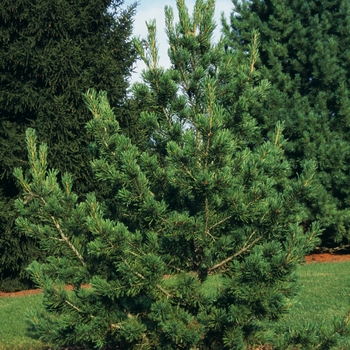 Pinus flexilis 'Nana' 