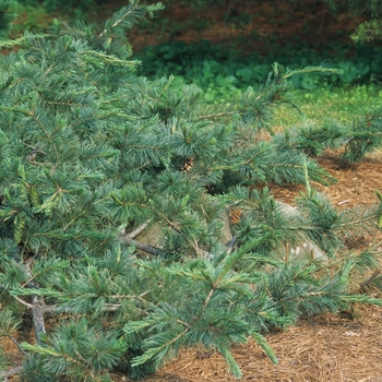 Pinus flexilis 'Glauca Pendula' 